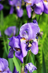 Beautiful irises in the garden. Flowers close-up