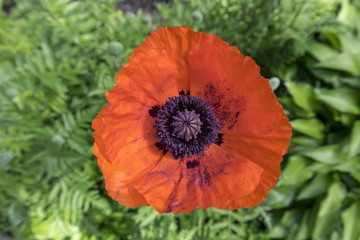 One opium poppy red-orange flower.