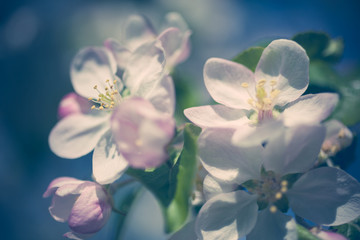 Apple blossoms over blurred nature background