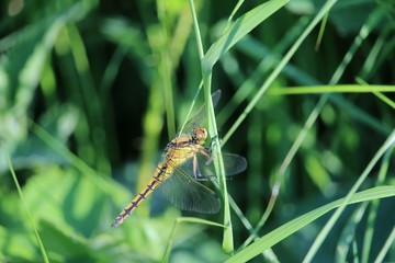 Libelle, die Schönheit der Natur 