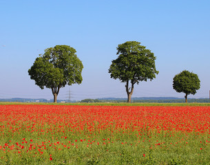 Garching, Germany May 21, 2018 - Spring in Bavaria, impressive meadow full of bright and colorful red poppies, soft focus