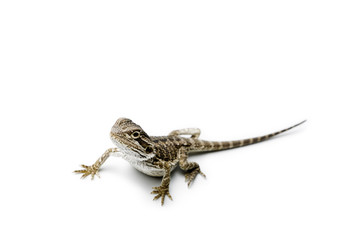 Fototapeta premium Agama. Baby Bearded Dragon on white background. Lizard.