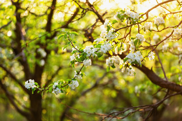 Closeup image of spring blooming apple garden.