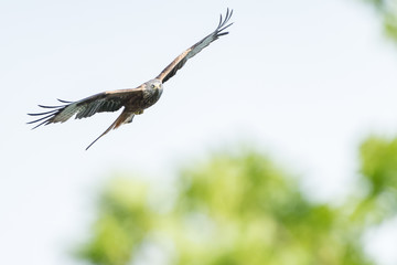 Red Kite