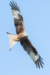 Red Kite