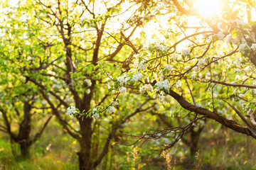 Fototapeta na wymiar Outdoor image of spring blooming apple garden.