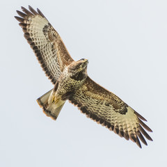 Buzzard hunt
