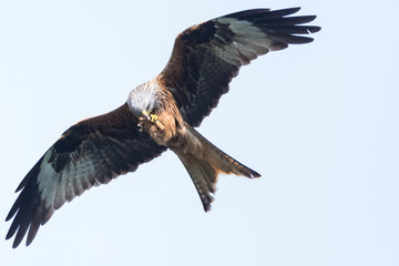 Red Kite Catch