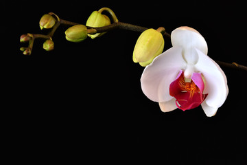 Il bel fiore di orchidea con i boccioli ancora chiusi © balenabianca