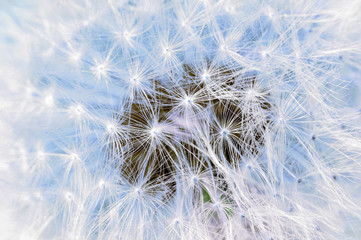 Light texture of dandelion parachutes close-up. 