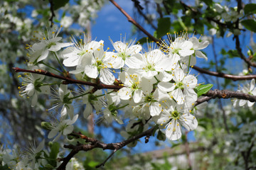Cherry flowers spring background