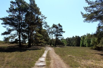 Fototapeta na wymiar Lüneburger Heide im Mai