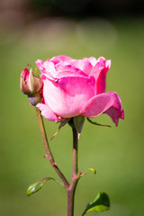 Rose flower in a garden