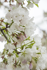 Spring Flowers