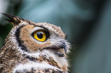 42018 Owl