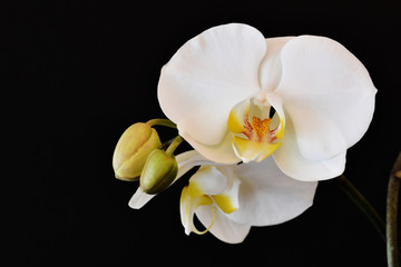 Fototapeta na wymiar Il bel fiore di orchidea con i boccioli ancora chiusi