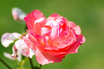 Rose flower in a garden