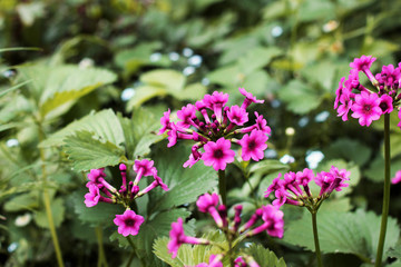 Pink flowers in the garden