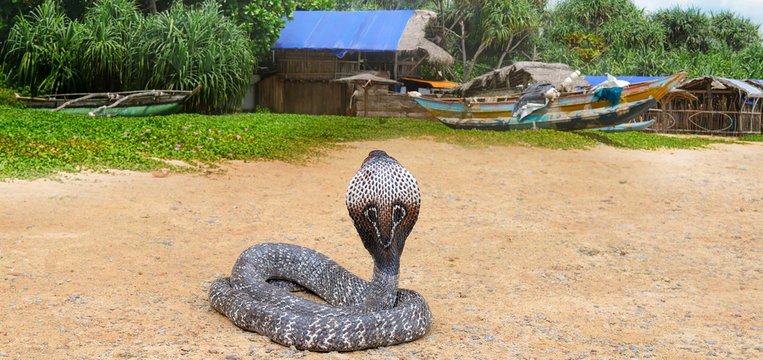 King cobra in the wild nature. Wide photo.