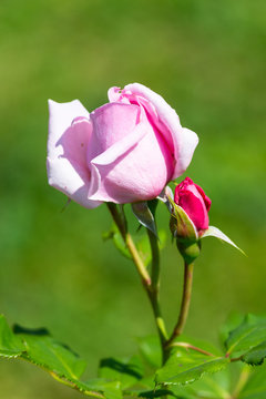 Rose flower in a garden