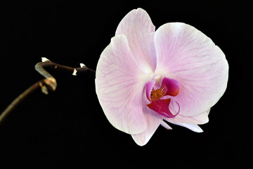 iò bel fiore dell'orchidea