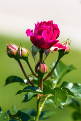 Rose flower in a garden