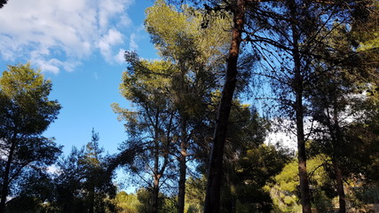 Mediterranean pine trees with blue sky background