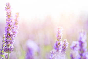 Obraz na płótnie Canvas Lavender flowers at sunlight in a soft focus, pastel colors and blur background. Violet lavender field in Provence france with copy place.