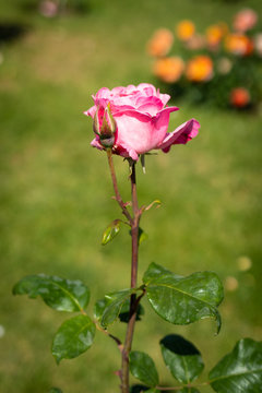 Rose flower in a garden