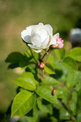 Obraz na płótnie Canvas Rose flower in a garden