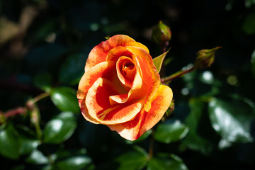 Rose flower in a garden