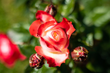 Rose flower in a garden