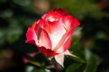 Rose flower in a garden