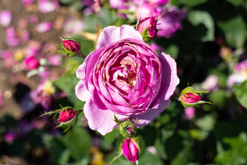 Rose flower in a garden