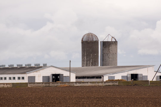 Silo tower on cattle-breeding farm. State farm supplies milk and meat to entire Volgograd region and South of Russia. Keeping heifers in agricultural enterprise Volga Don. Preparation of feed for cows