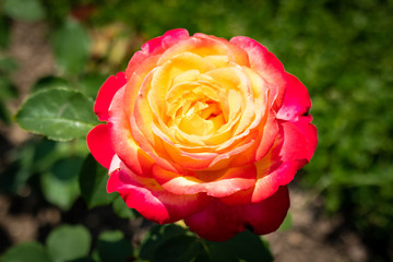 Rose flower in a garden