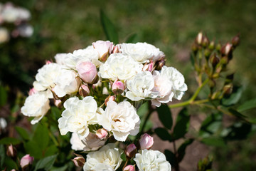 Rose flower in a garden