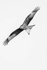 Black & White Red Kite