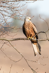 Red Kite lookout