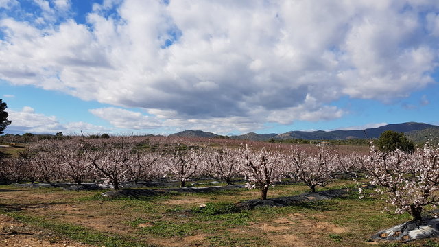 Flowering almond trees