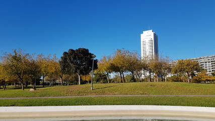 Trees in the park with skyscraper and blue sky