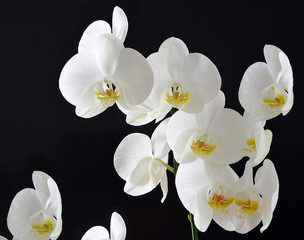 Fototapeta na wymiar orchidee bianche su sfondo nero