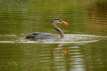 Great blue heron is a swimmer