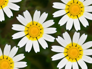 daisy flowers background texture
