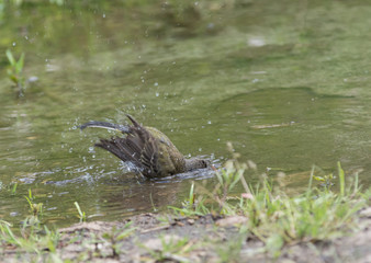 Wagtail in water, Motacilla werae,natural environment