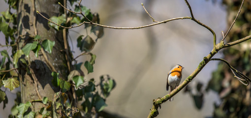 The European robin (Erithacus rubecula) known simply as the robin or robin redbreast