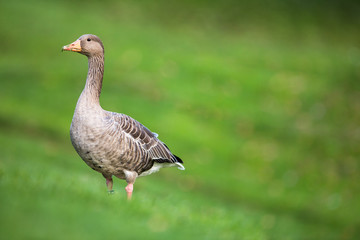 Greylag Goose, Anser anser
