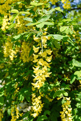 Laburnum flowering also called golden chain.