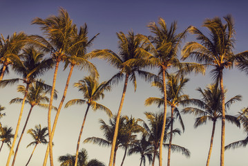 Naklejka premium Tropical Palm Trees