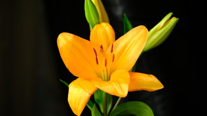 Tiger Lily closeup